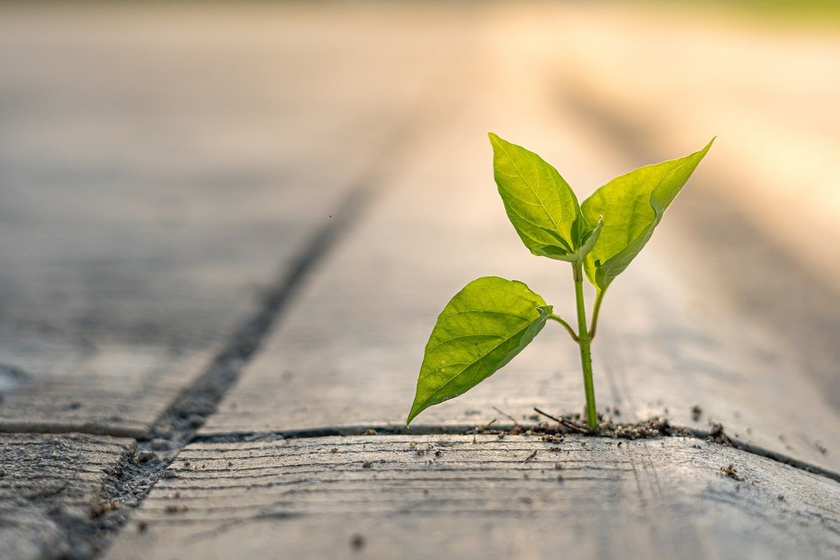 Green Cement: The future of sustainability | JSW One Homes